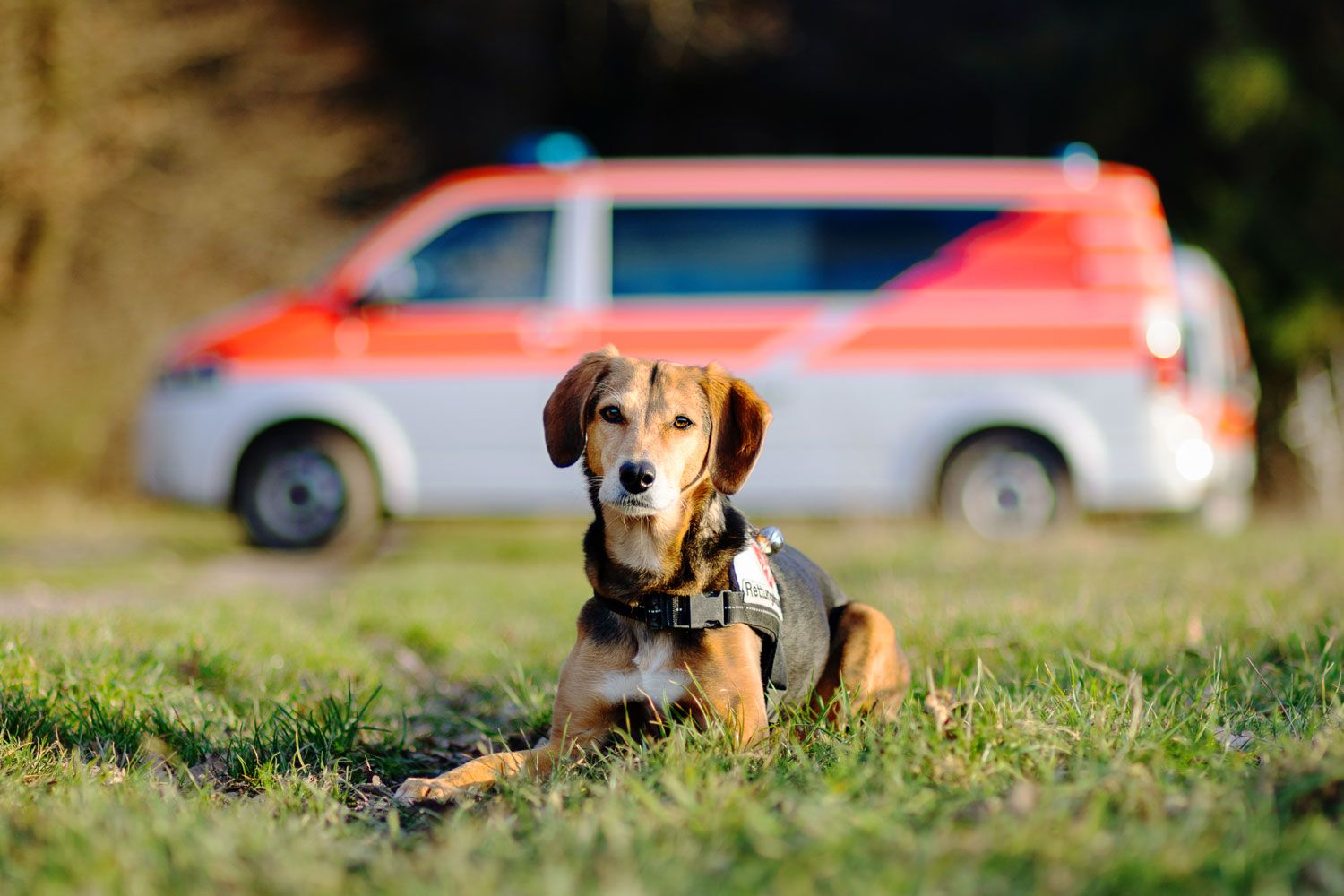 Foto eines Hundes vor einem Einsatzfahrzeug