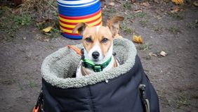 Ein kleiner Hund sitzt in einem Stoffbeutel.