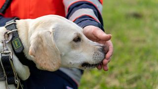 Portrait eines Malteser Rettungshundes.