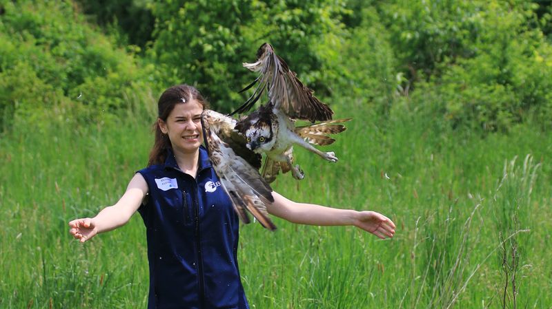 Eine junge Frau mit einem Raubvogel auf einer Wiese