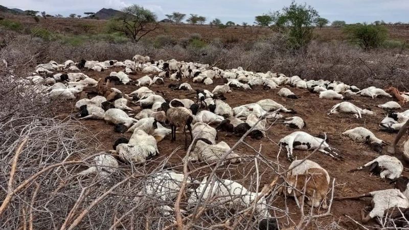 Verhungerte Schafe in Kenia