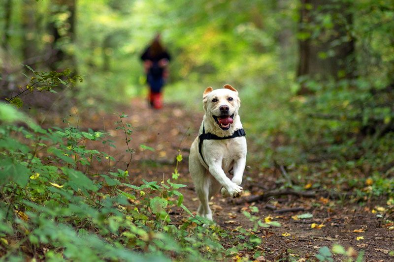 Ein Flächensuchhund rennt durch den Wald