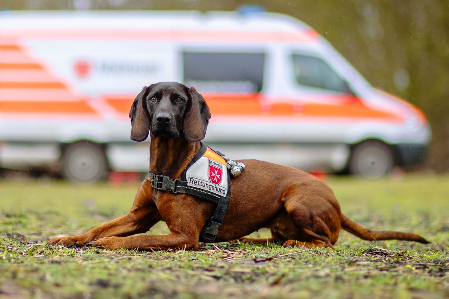 Foto eines Hundes vor einem Einsatzfahrzeug