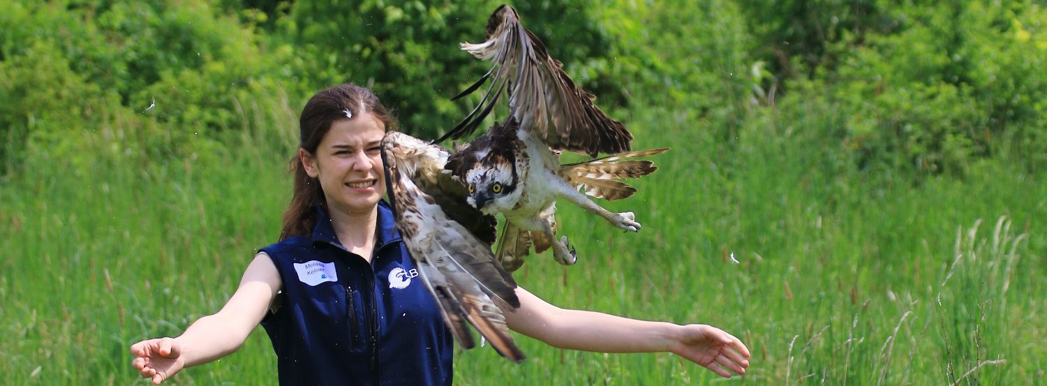 Frau entlässt Raubvogel in die Freiheit 