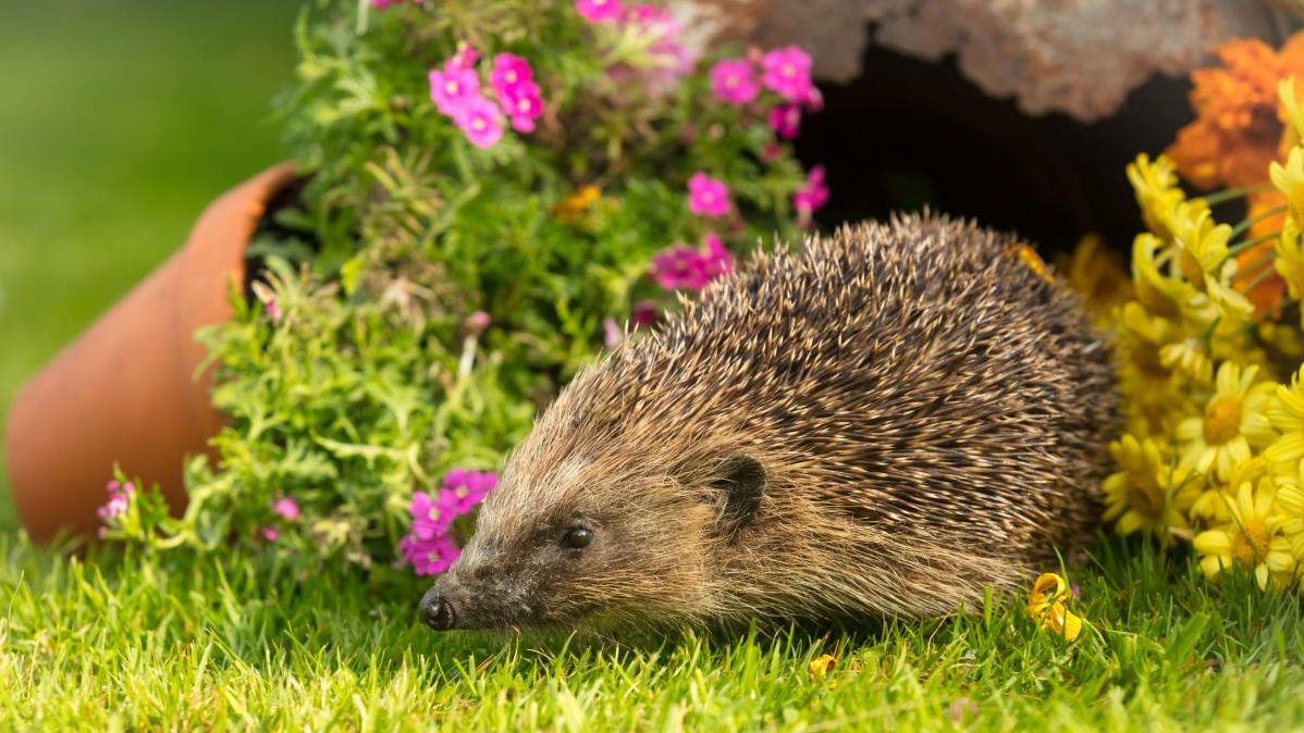 Ein Igel auf dem Rasen vor Blumen in Blumentöpfen.