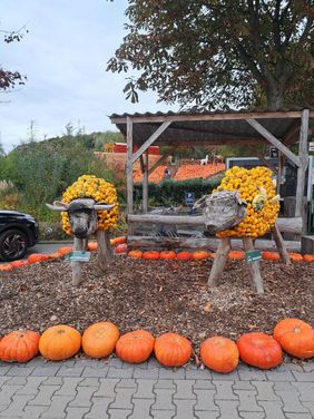Schöne, herbstliche Außendekoration mit großen Kürbissen und zwei Holzkühen, deren Körper aus Butternutkürbissen geformt wurde
