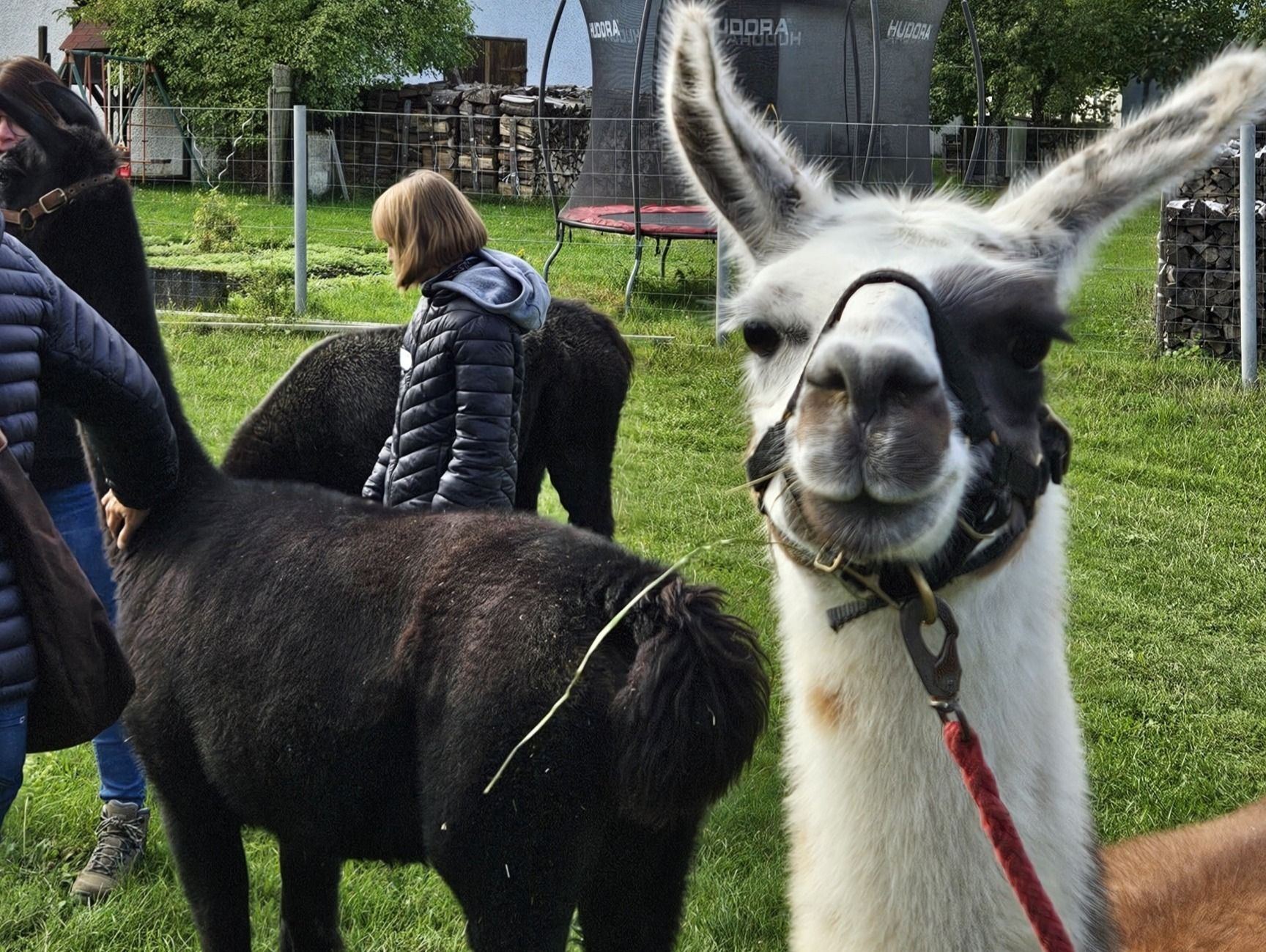 Ein Treffen der Trauergruppe bei den Alpakas