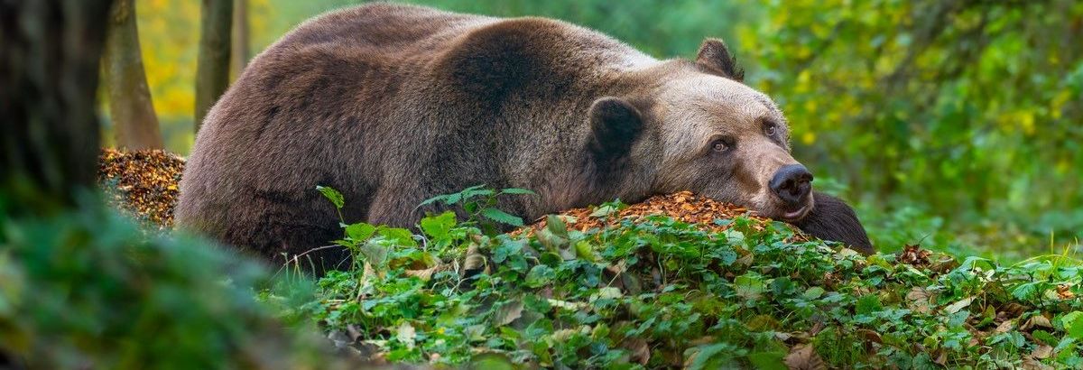 Ein Braunbär liegt auf dem Waldboden und schaut in die Kamera. © BÄRENWALD Müritz Pfotenpaparazzi