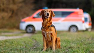 Foto eines Hundes vor einem Einsatzfahrzeug