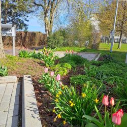 Beet mit blühenden Tulpen und Narzissen