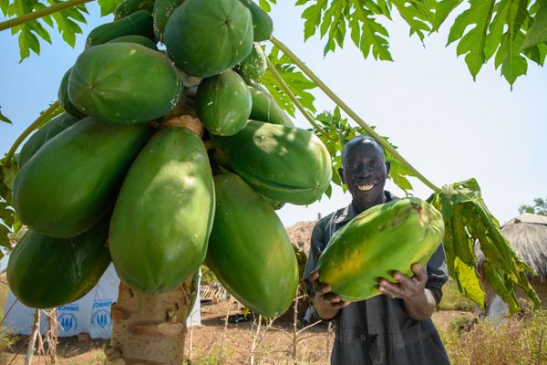 Obstbäume in einem Camp in Uganda