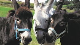 Drei graue Esel blicken in die Kamera.