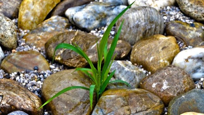 zwischen Steinen im Wasser wächst eine kleine grüne Pflanze