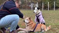 Eine Frau legt einem Hund die Pfoten übereinander, dahinter ein weiterer Hund.