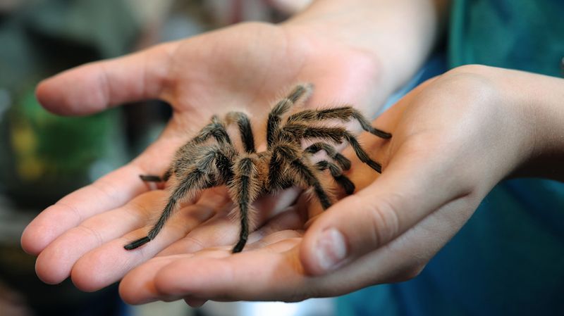 Vogelspinne in den Händen eines Mannes.