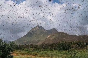 Heuschrecken bedecken den Himmel über Teilen Kenias. Foto: Pacido / Malteser International