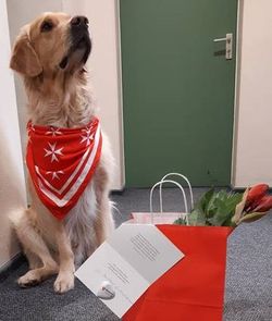 Malteser Besuchshund überrascht mit Geschenk.