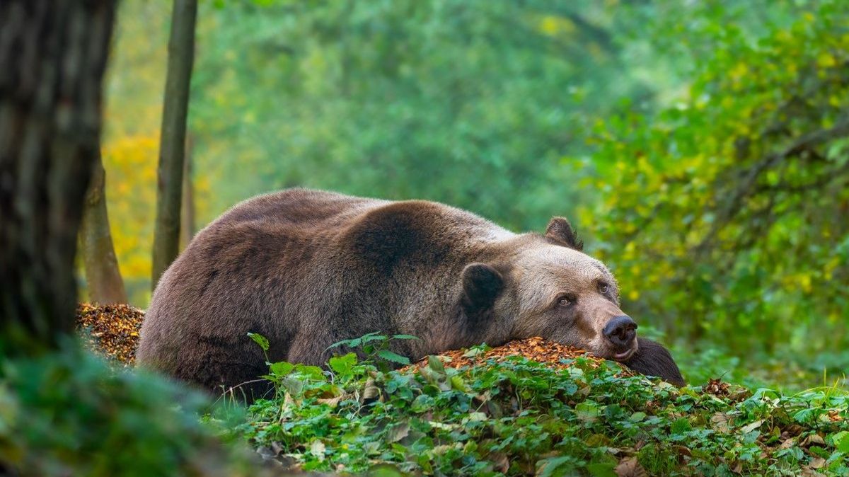 Ein Braunbär liegt auf dem Waldboden und schaut in die Kamera. © BÄRENWALD Müritz Pfotenpaparazzi