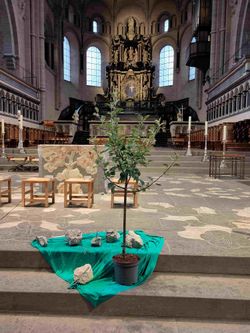 Ein kleiner Apfelbaum auf den Altarstufen im Trierer Dom