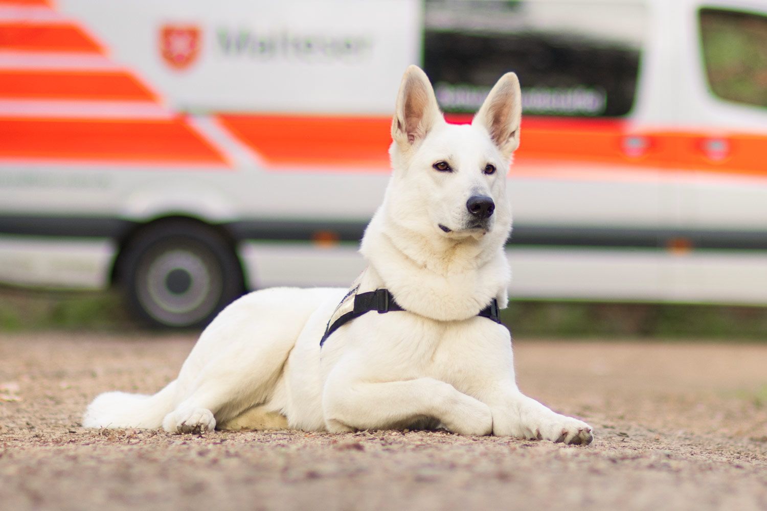 Liegender weißer Schäferhund