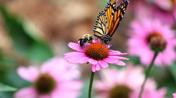 Eine Biene und ein Schmetterling sitzen auf einer violetten Blume.