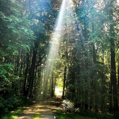 Lichtstrahl fällt auf einen Waldweg