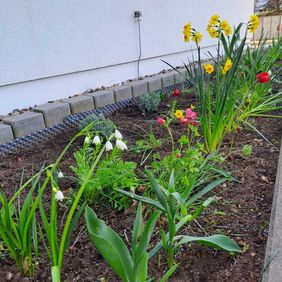 Beet mit Maiglöckchen, Anemonen und Narzissen