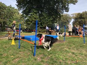 Besuchshund der Malteser läuft einen Parcours auf dem Trainingsplatz.