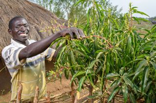 Aufforstung in Norduganda