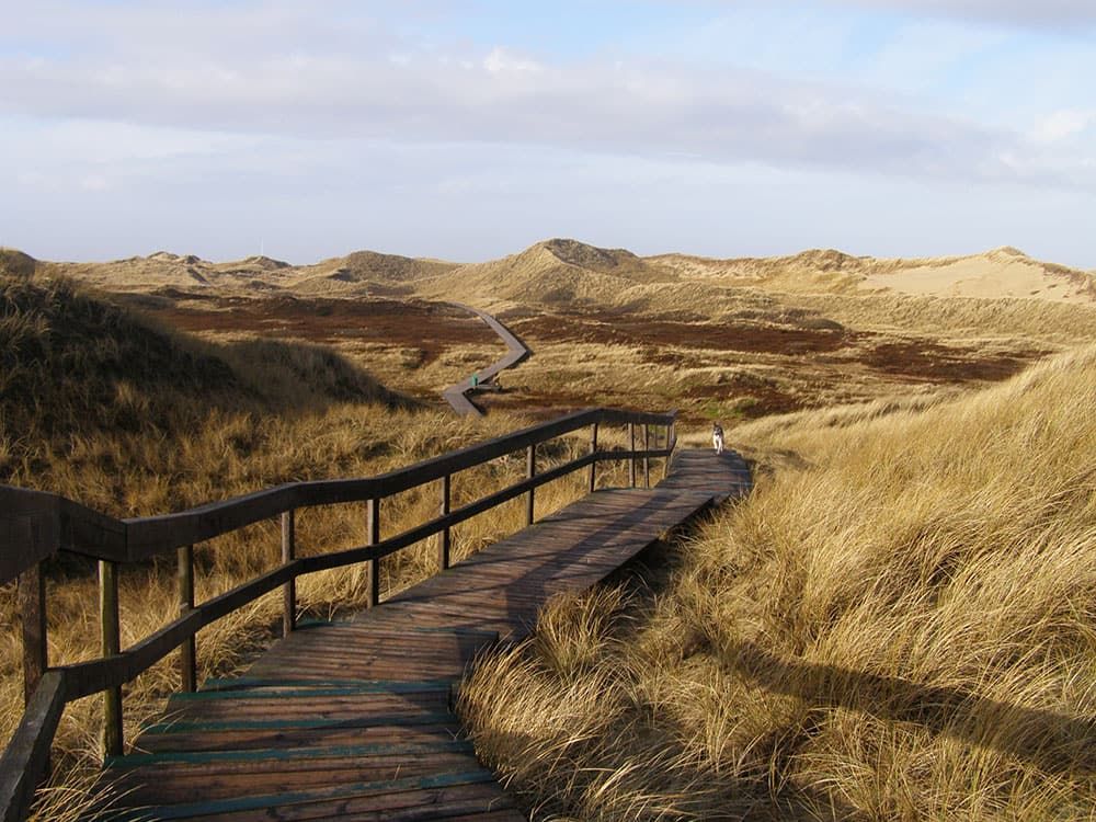 Weg in den Dünen