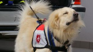 Hund mit Hundegeschirr mit Malteser Logo