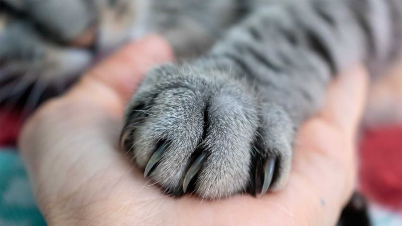 Grau getigerte Katzenpfote auf einer menschlichen Hand.