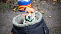 Ein kleiner Hund sitzt in einem Stoffbeutel.
