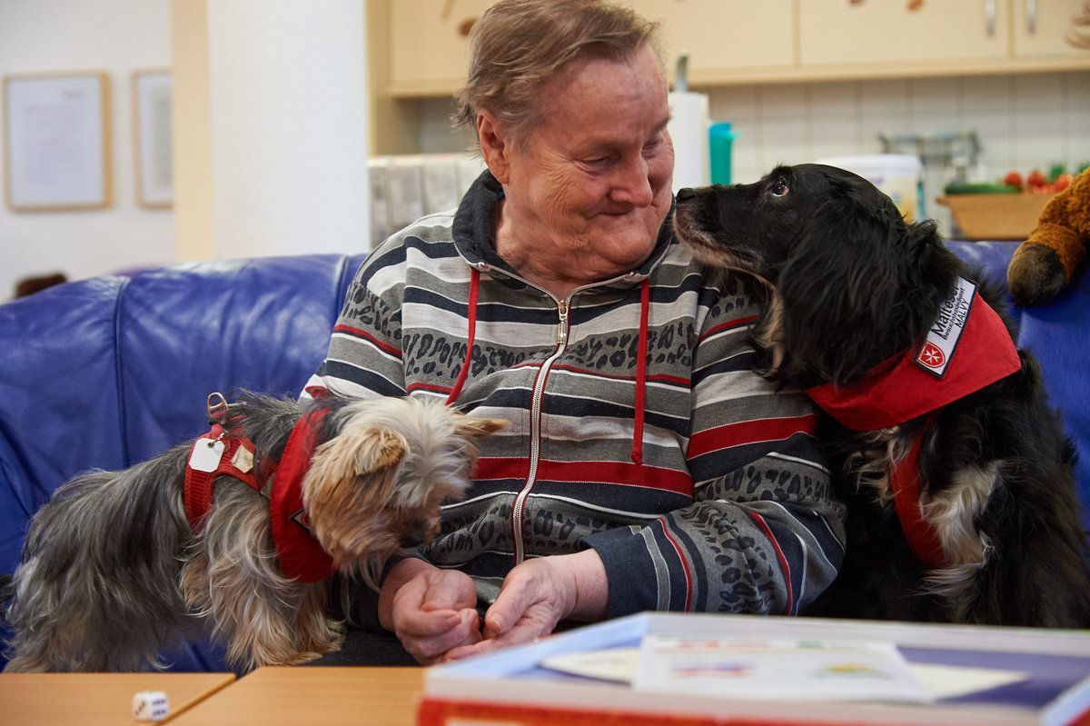 Zwei Therapiehunde und ein älterer Mann