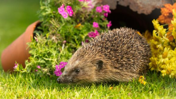 Ein Igel auf dem Rasen vor Blumen in Blumentöpfen.