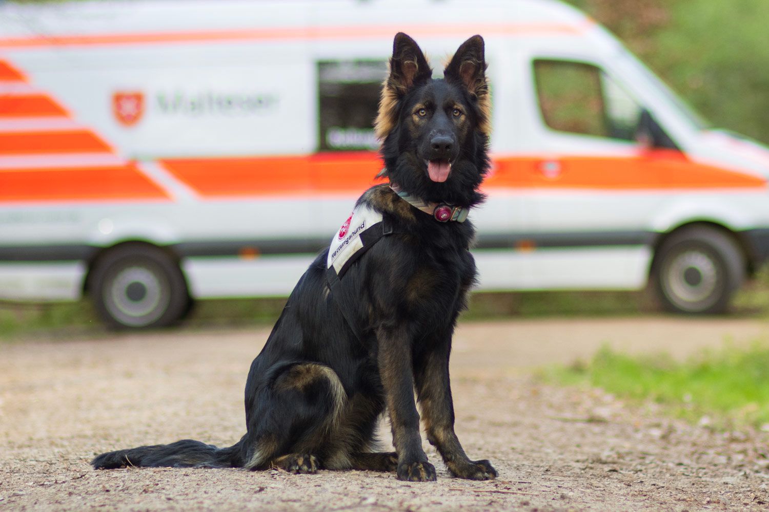 Schäferhund vor Einsatzfahrzeug