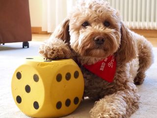 Hund der seine Pfote auf einen großen Würfel hat und ein Malteser Halstuch trägt