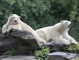 Foto der zwei Eisbären im Tierpark Berlin