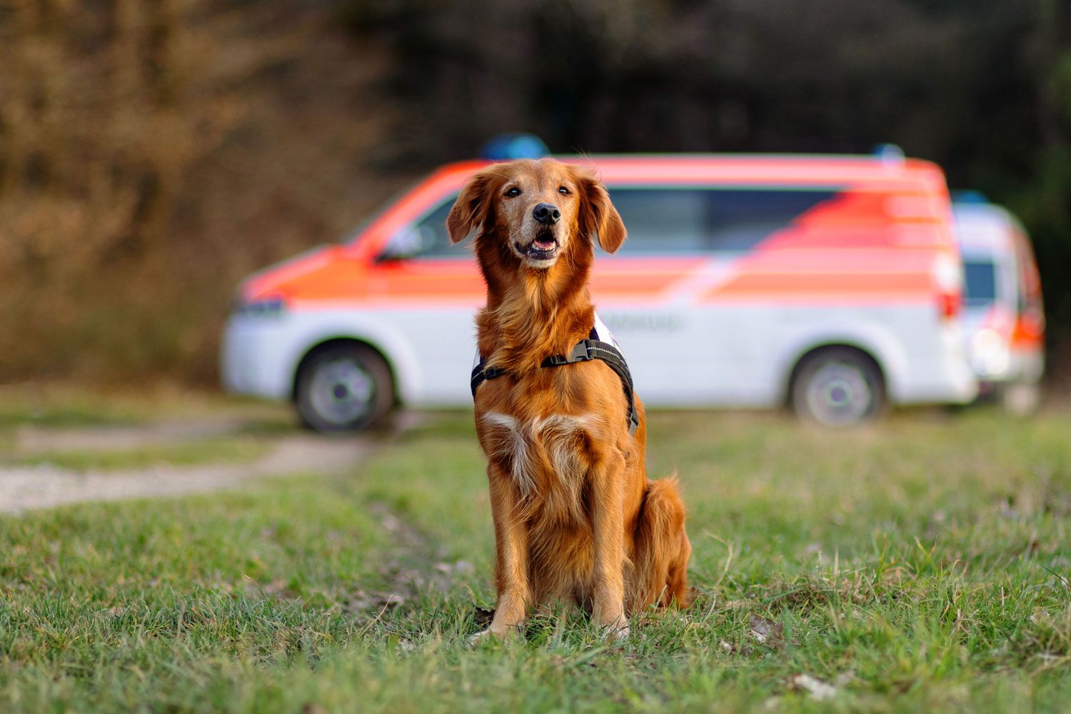 Foto eines Hundes vor einem Einsatzfahrzeug