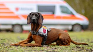 Foto eines Hundes vor einem Einsatzfahrzeug