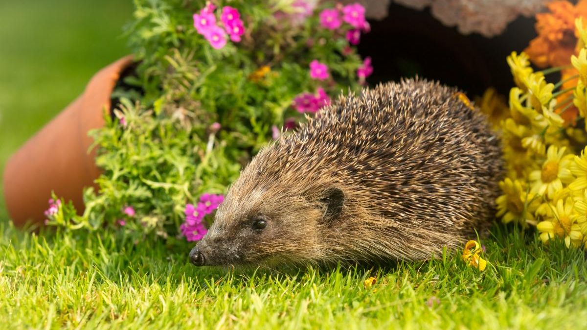 Ein Igel auf dem Rasen vor Blumen in Blumentöpfen.