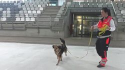 Auf der eisfreien Fläche der Arena steht eine Malteser Helferin und hält an der Leine einen Rettungshund.