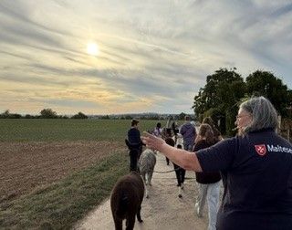 Gruppe Menschen spazierend mit Alpakas