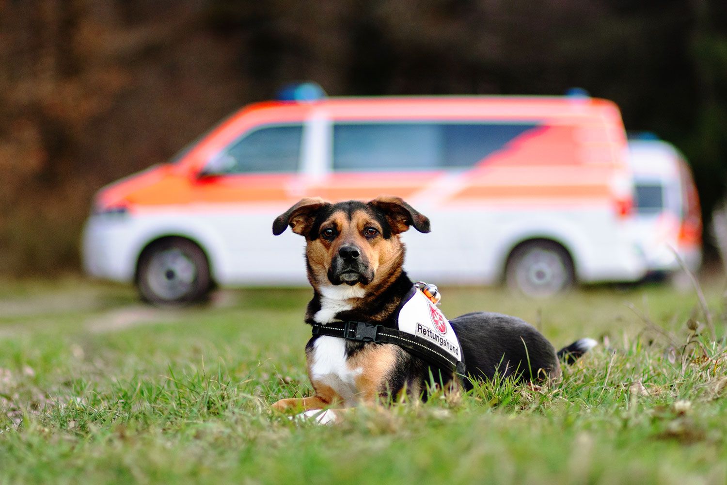 Foto eines Hundes vor einem Einsatzfahrzeug