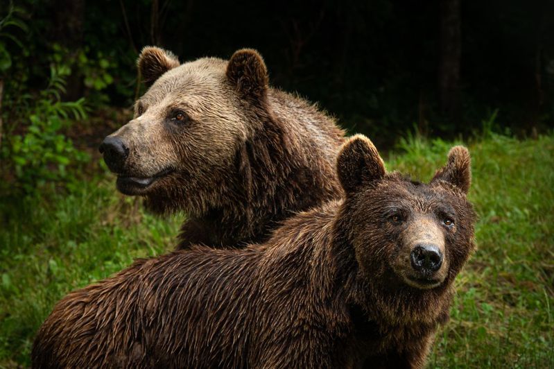 Zwei Braunbären auf einer Wiese.