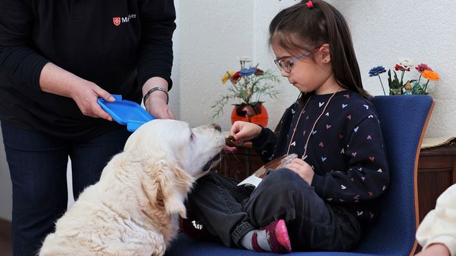 Ein Kind hält einem Malteser Besuchshund ein Leckerli hin.
