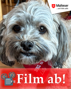 kleiner Hund, graues Fell, Kulleraugen