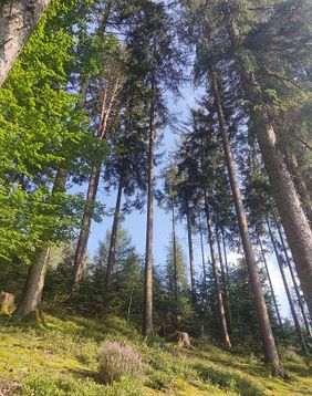 Bäume an einem Hang, durch die Licht fällt und blauer Himmel erkennbar ist (Foto: Malteser Fulda)
