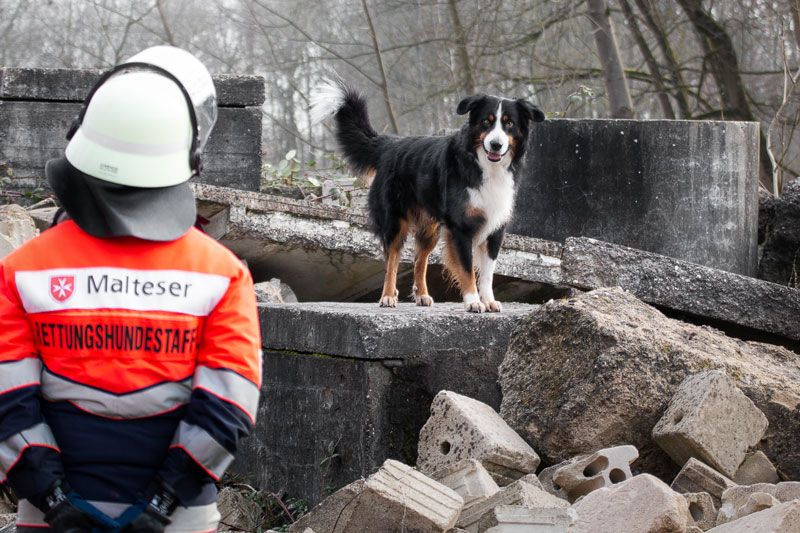 Ein Trümmersuchhund auf Trümmern