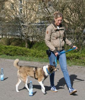 Bestandteil der Prüfung ist u.a. wie hier die Leinenführigkeit.